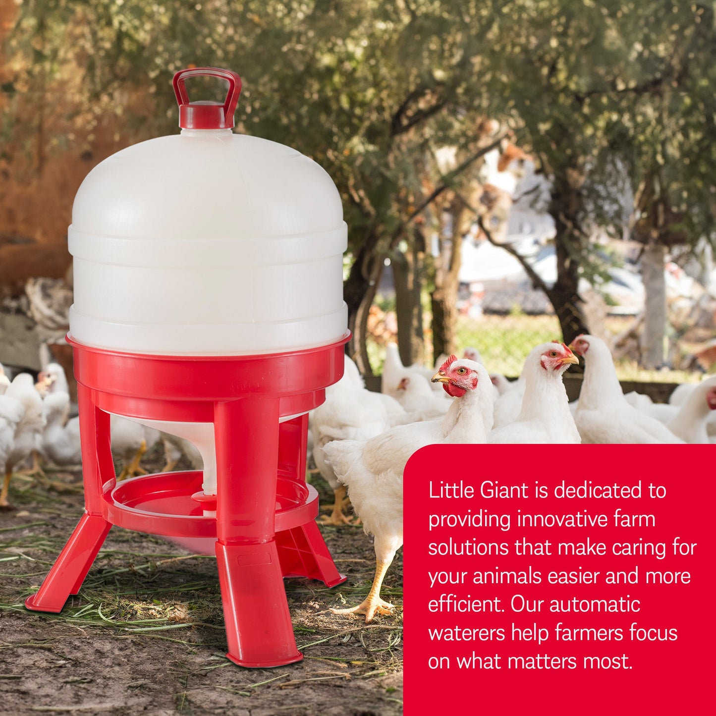 Little Giant 8 Gallon Tank Heavy Duty Poultry Chicken Gravity Waterer (3 Pack)