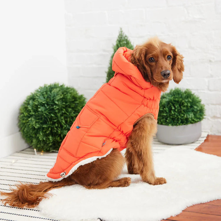 Dog Parkas, Puffer Jackets, Rain Coats, & Sweaters