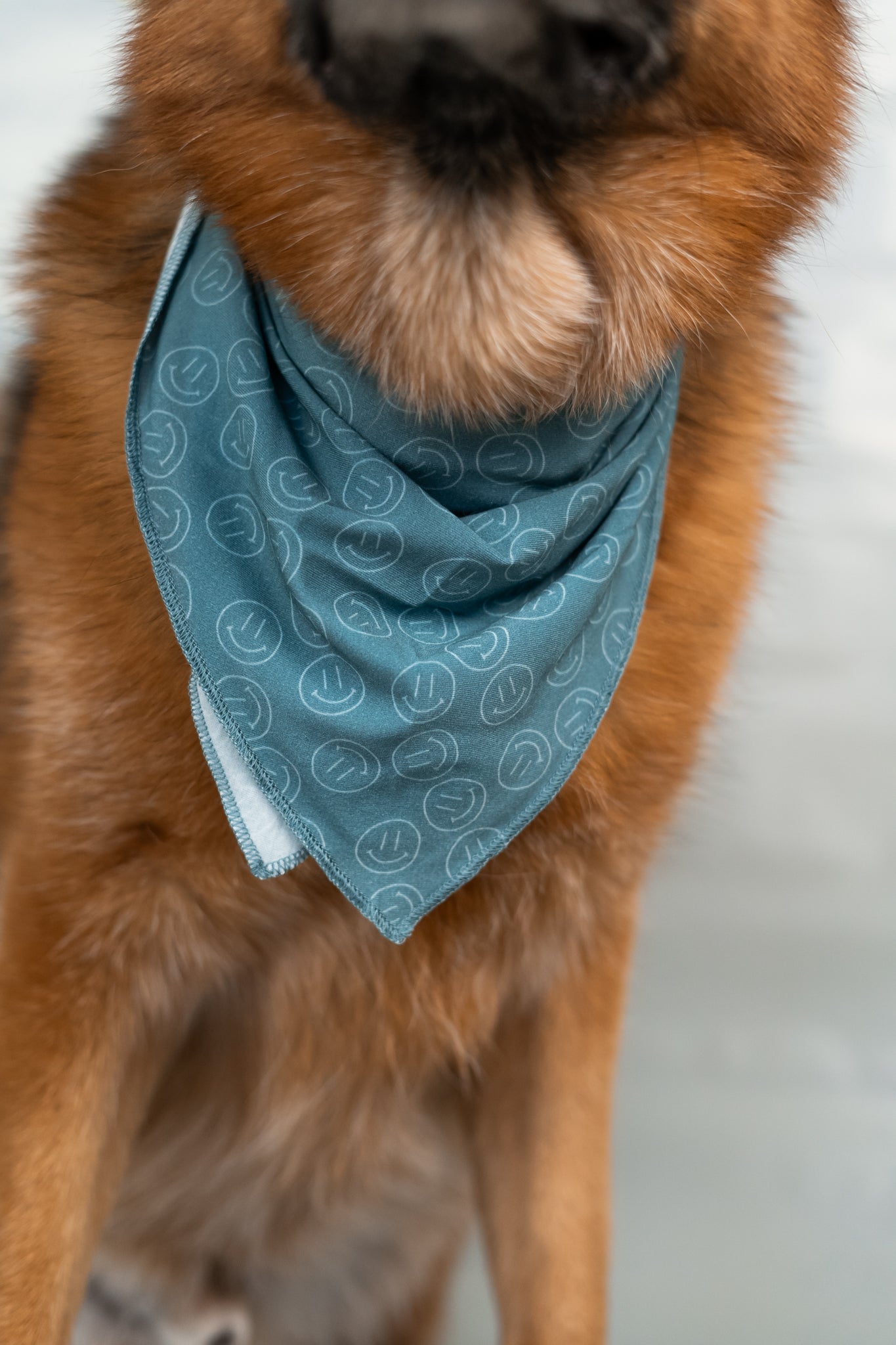 SLEEPY SMILES DREAM DOG BANDANA