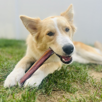 12 Inch Jumbo Bully Stick