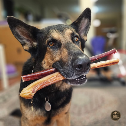 12 Inch Jumbo Bully Stick