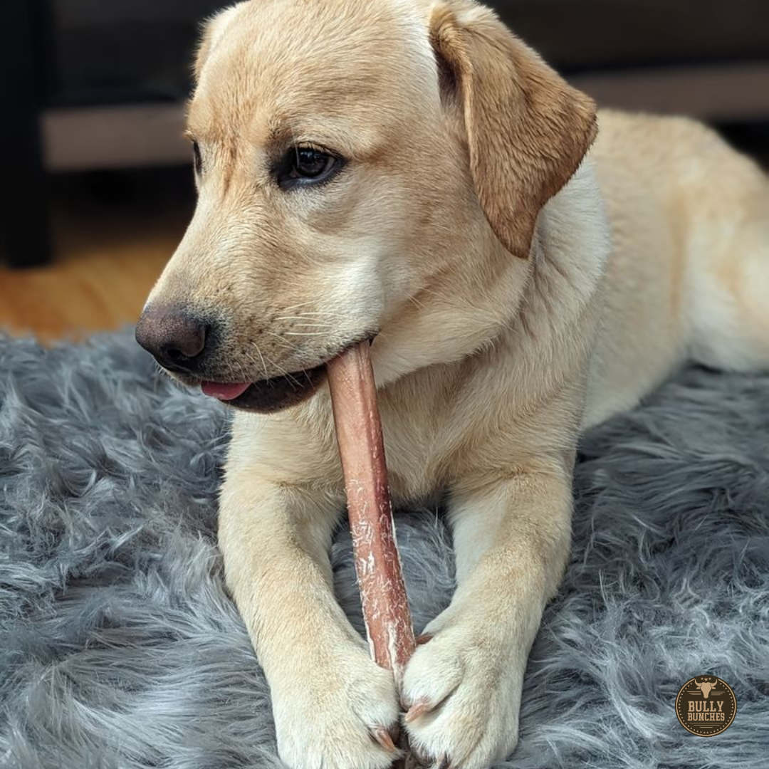 12 Inch Jumbo Bully Stick