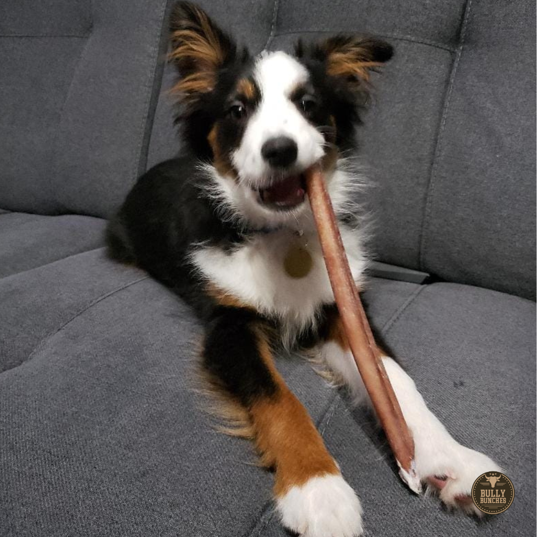 12 Inch Standard Bully Stick