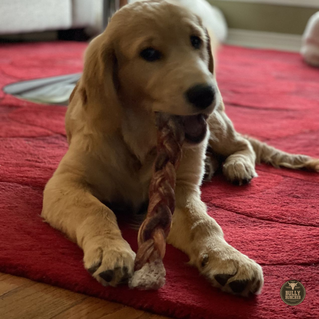 12 Inch Jumbo Braided Bully Stick