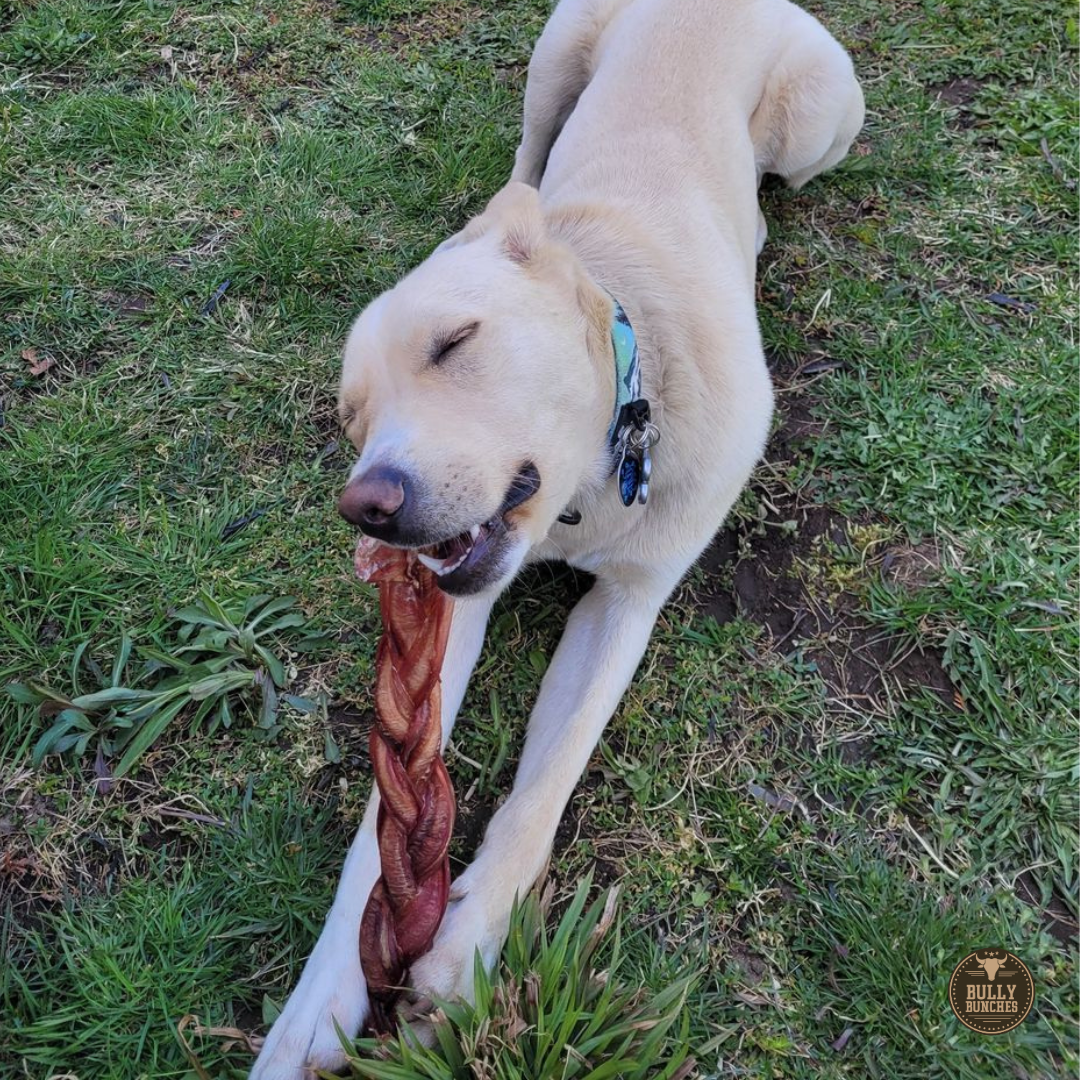 12 Inch Jumbo Braided Bully Stick