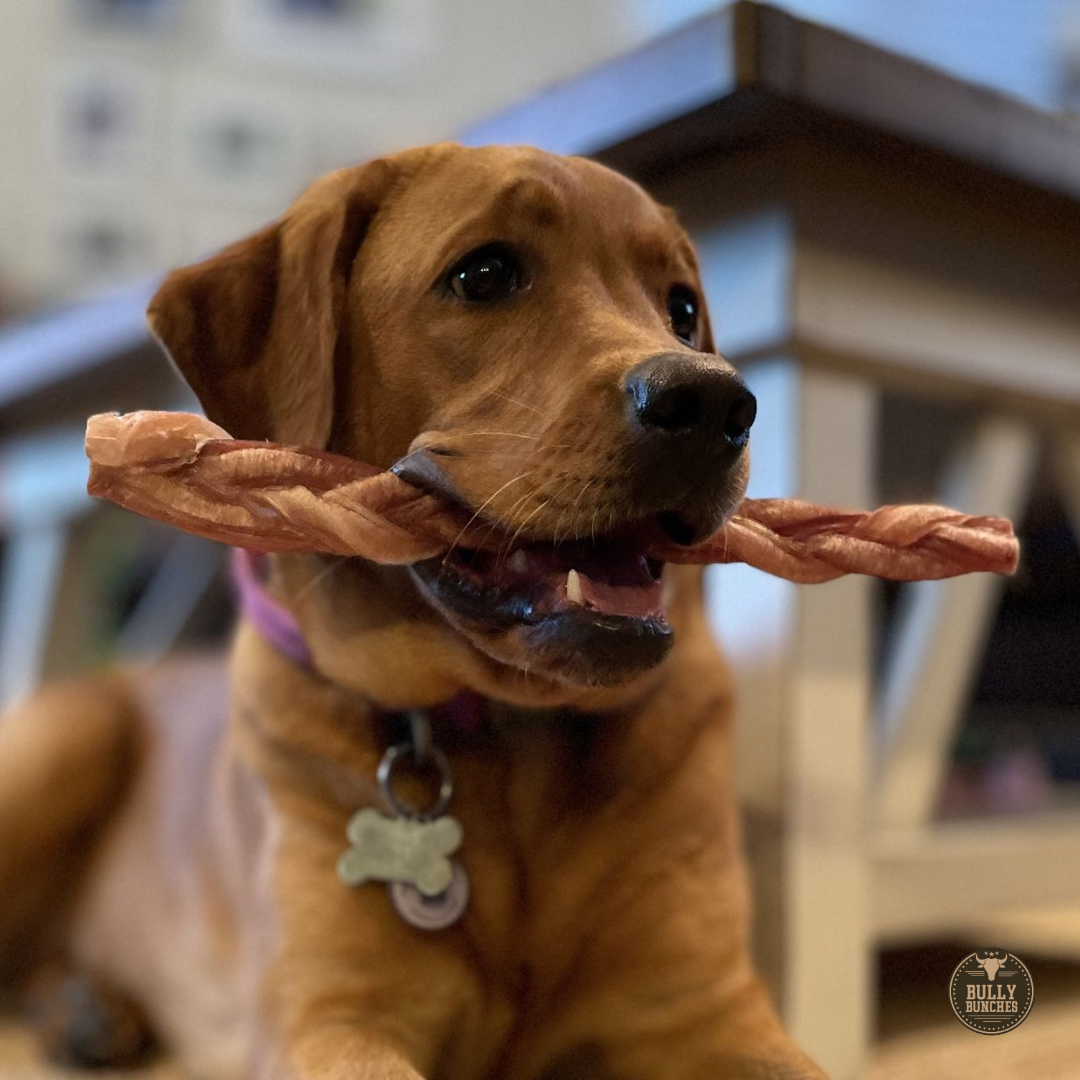 12 Inch Thick Braided Bully Stick