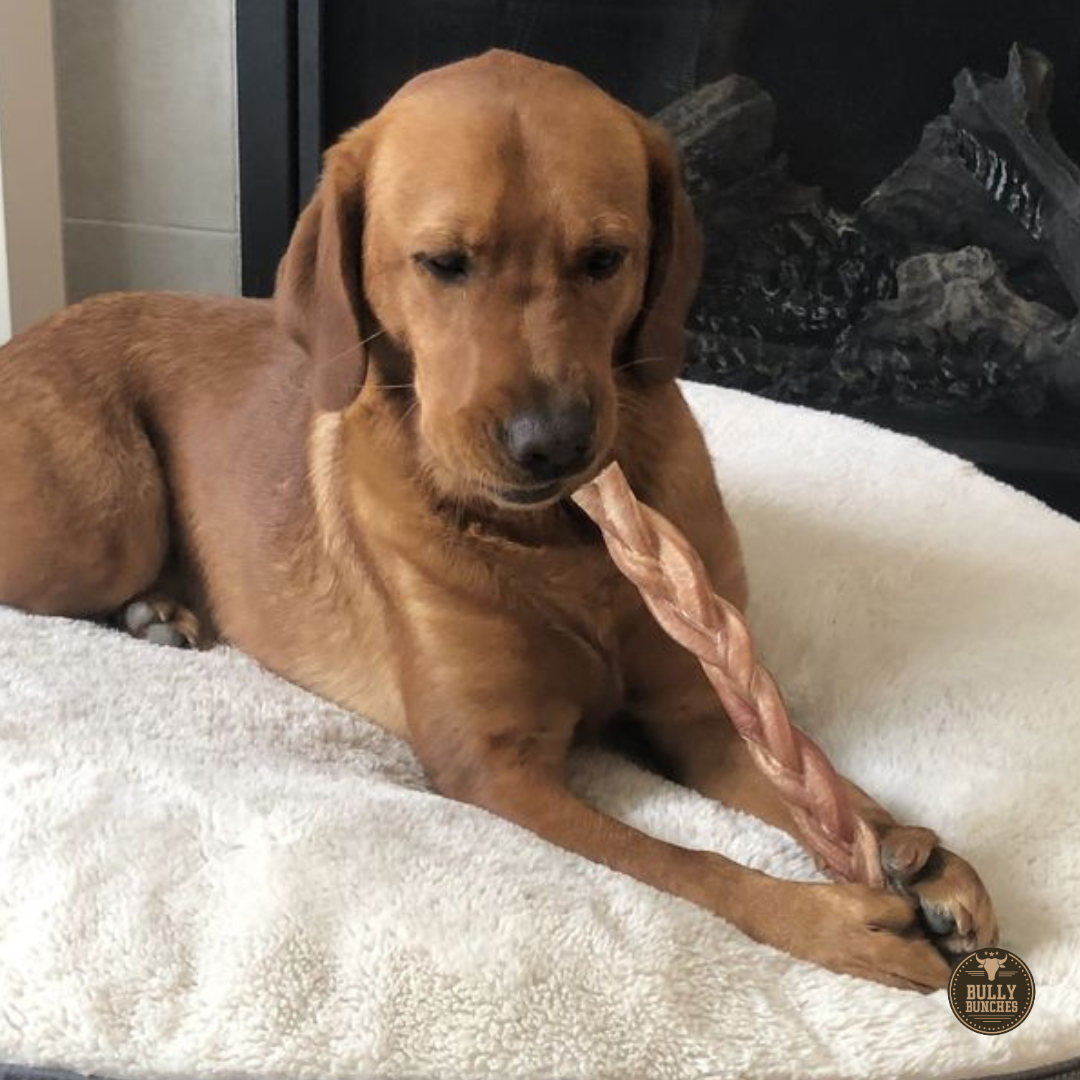 12 Inch Thick Braided Bully Stick