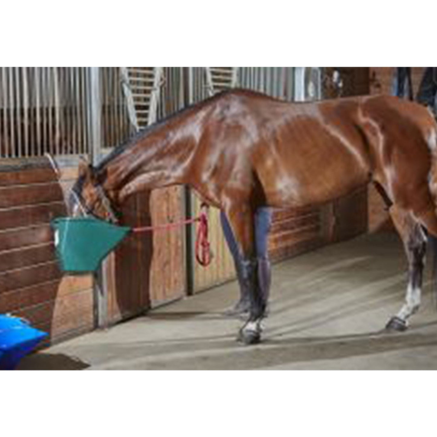 Little Giant 20-Quart Durable Plastic Flat Back Livestock Feed Bucket, Green