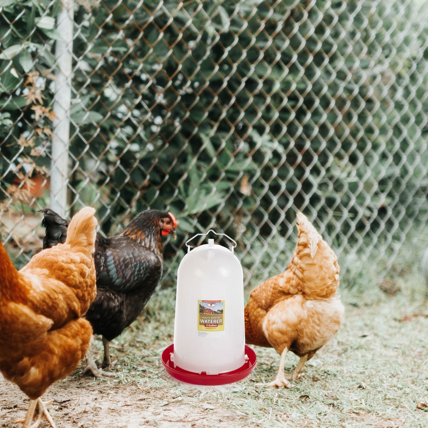 Little Giant 3-Gallon Heavy-Duty Plastic Gravity Fed Poultry Waterer