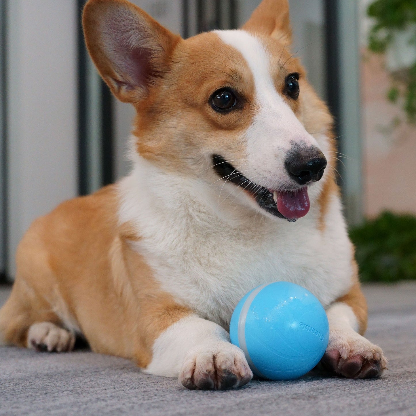 Cheerble Wicked Indoor Outdoor Self Propelling Interactive Dog Toy Ball, Blue