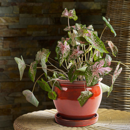 Southern Patio Wisteria 8" Round Ceramic Planter Pot with Saucer, Red (2 Pack)
