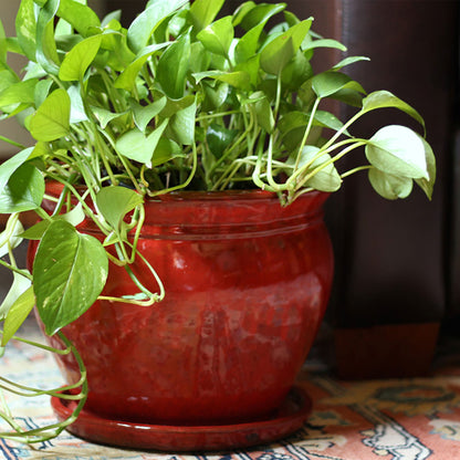 Southern Patio Wisteria 8" Round Ceramic Planter Pot with Saucer, Red (2 Pack)