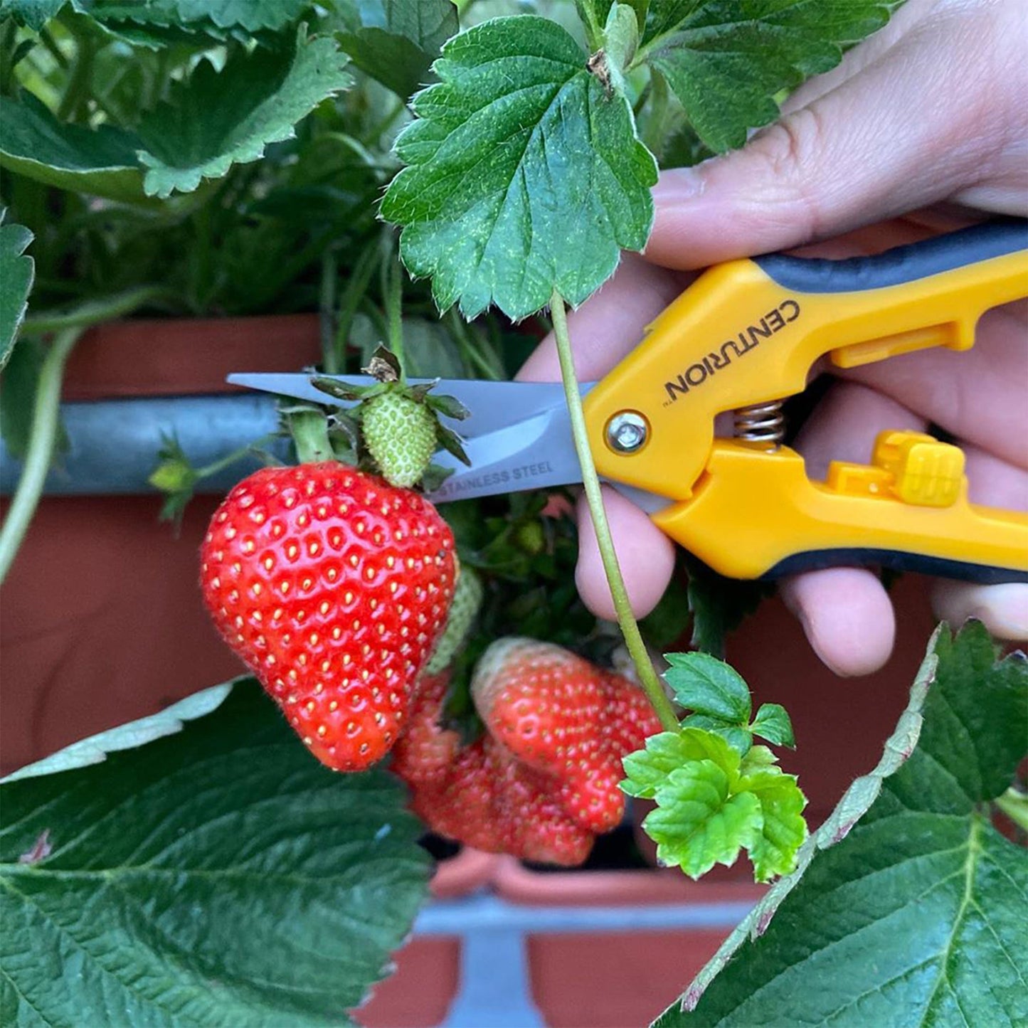 CENTURION Stainless Precision Snip Curved/Straight Pruning & Trimming Shear Set