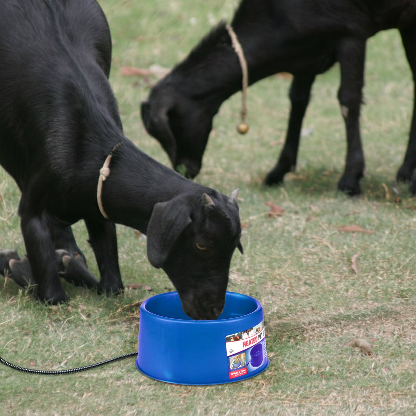 Farm Innovators 60 Watt Premium Plastic Heated Pet Dog and Cat Water Bowl, Blue