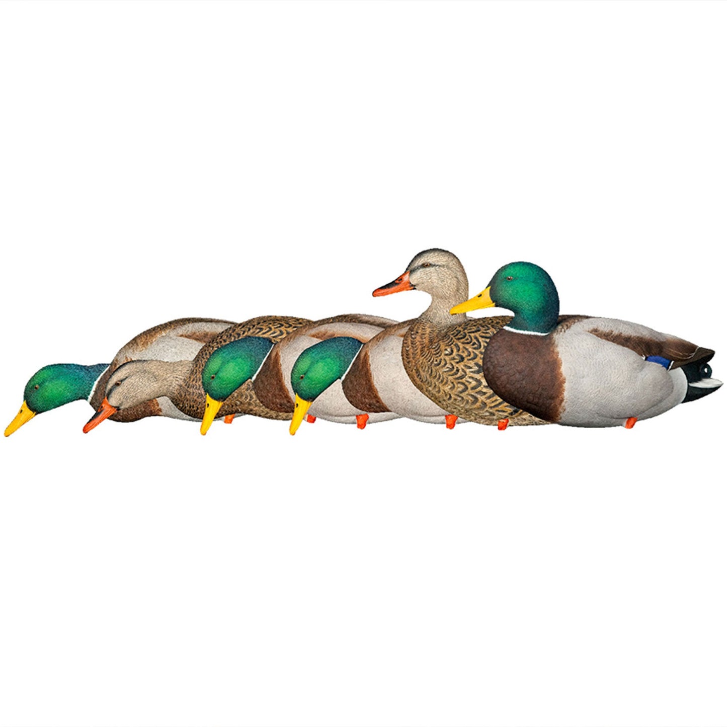 Avian X AXP Full Body Mallards Decoy, Ultra Realistic and Wind Activated, 6 Pack