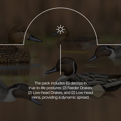 Avian X Topflight Pintails, Realistic Floating Decoys, Set of 6, Multicolor