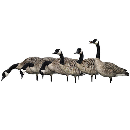 Avian X AXP Honkers Full Body Realistic Paint Canada Goose Decoys Fusion Pack