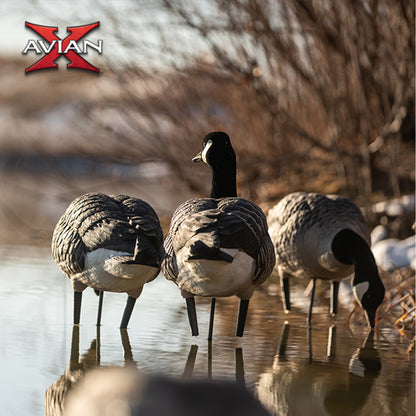 Avian X AXP Honkers Full Body Realistic Paint Canada Goose Decoys Fusion Pack