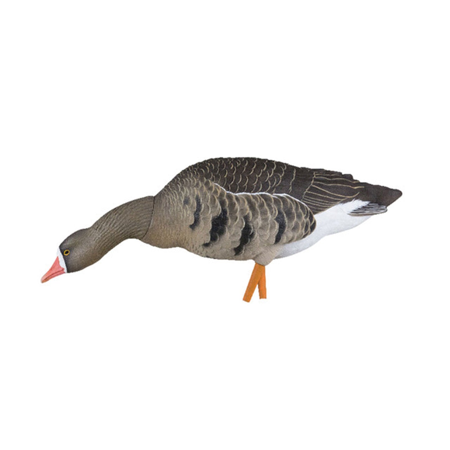 Avian X AXP Specklebelly Decoy Fusion Pack with Lasting Finish and Bag, 6 Pack