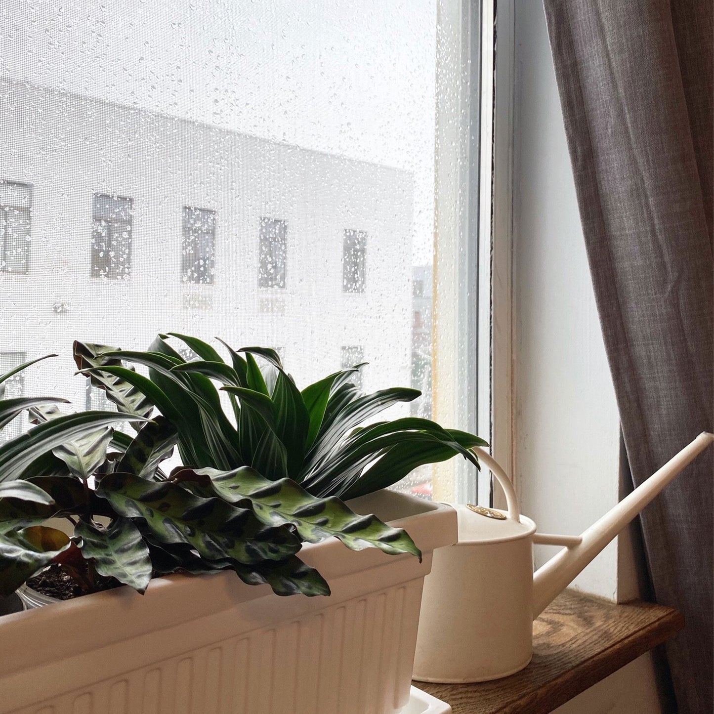 HC Companies 30 Inch Fluted Plastic Venetian Garden Flower Window Box (3 Pack)