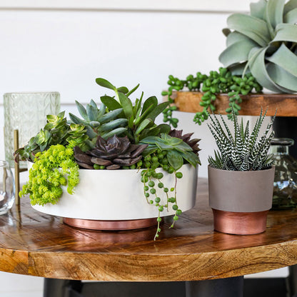 The HC Companies 8 Inch Capri Bowl Indoor Planter Pot, Vanilla Bisque (10 Pack)