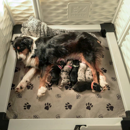 EZwhelp EZclassic 48" x 48" Dog Whelping Box Tall Playpen w/Rails & Liner, Gray