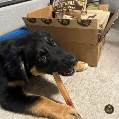 6 Inch Thick Bully Stick