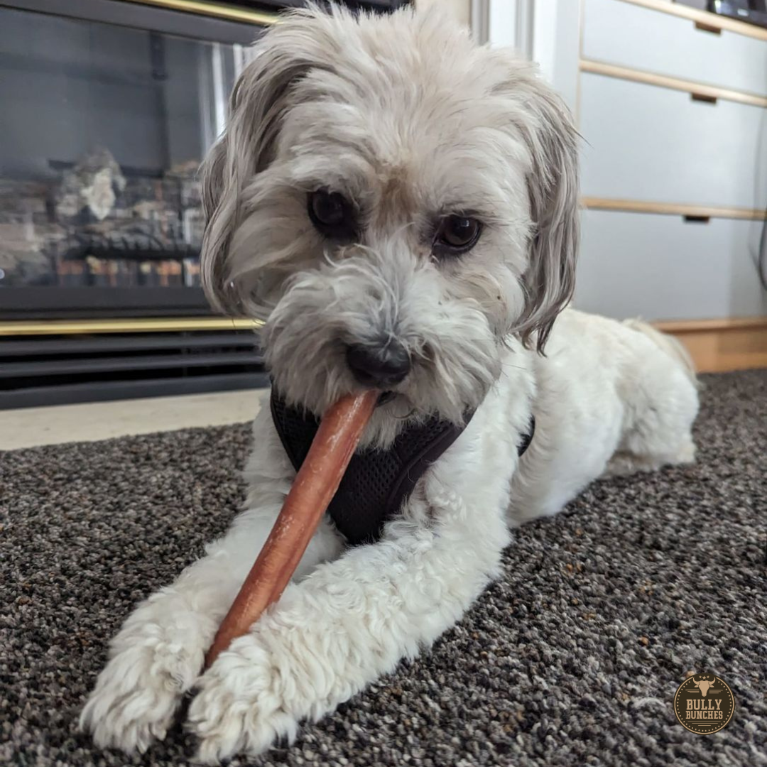 6 Inch Thick Bully Stick