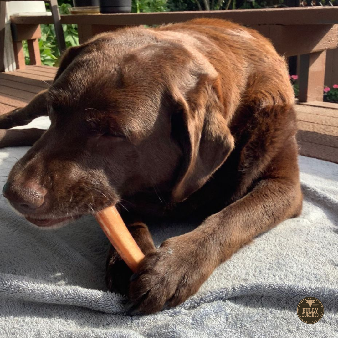 6 Inch Jumbo Bully Stick