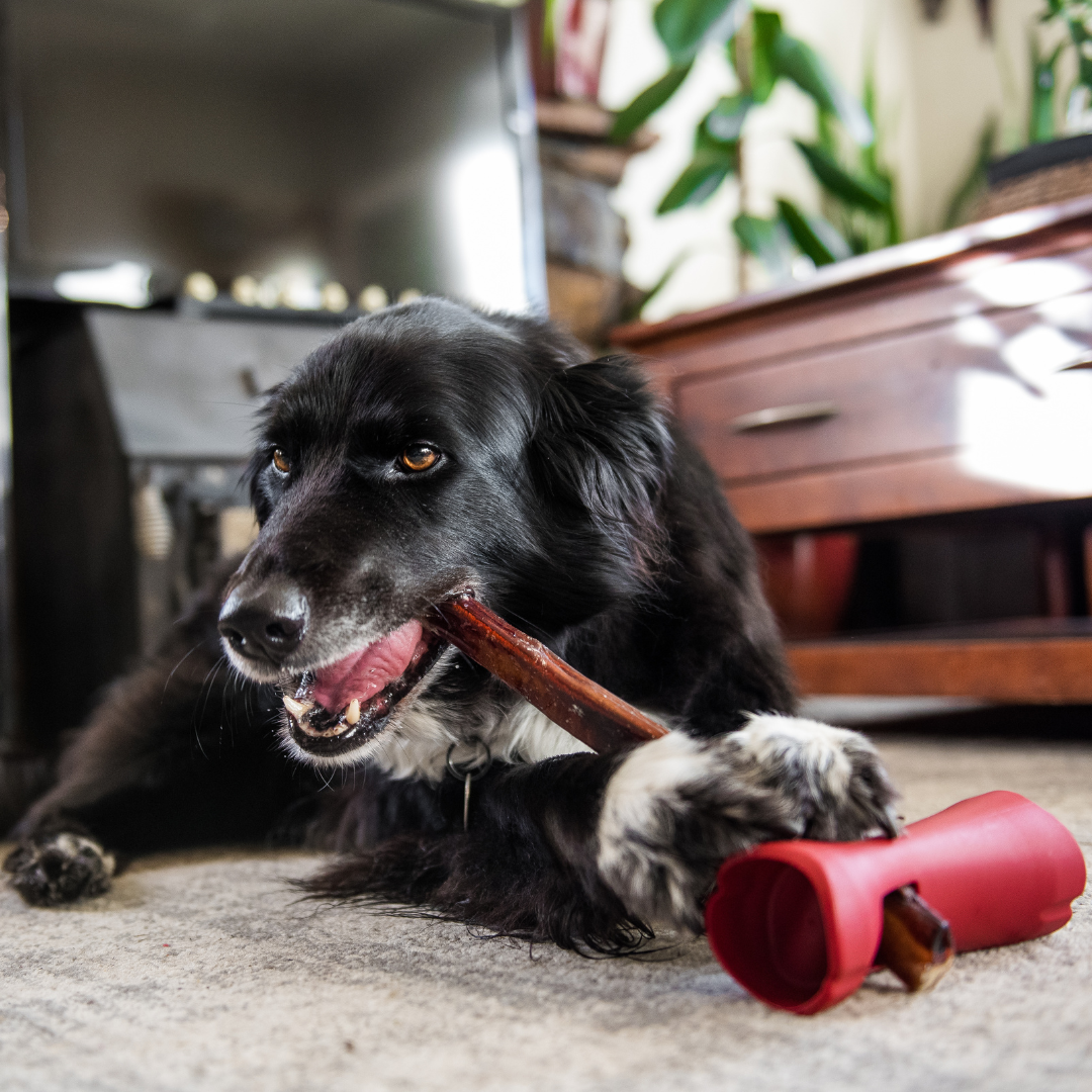 Bully Stick Safety Holder