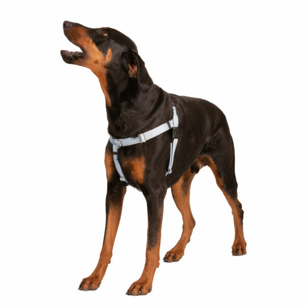 Silver Freedom No-Pull Dog Harness