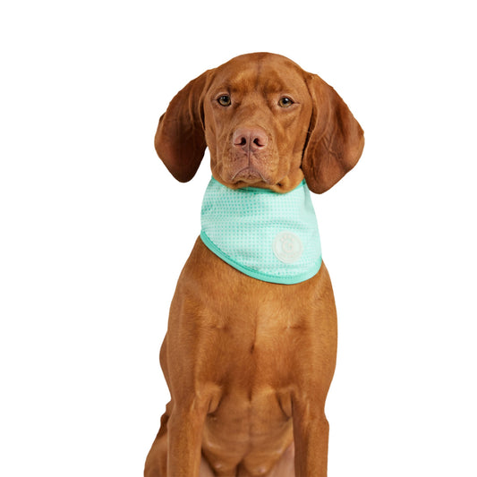 ICE BAND - Dog Cooling Bandana - Aqua