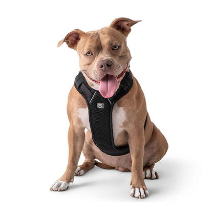 Travel Harness - Black