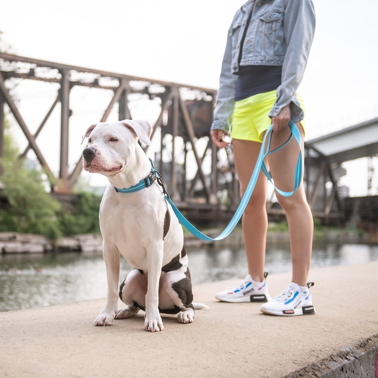 Reflective Collar - Neon Blue