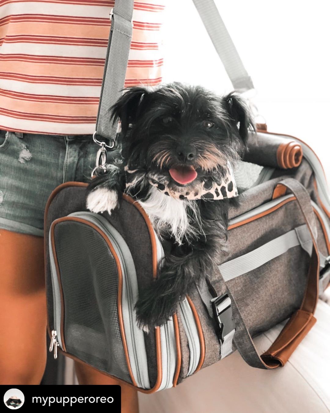 Mr. Peanut's Gold Series Airline Compliant Pet Carrier