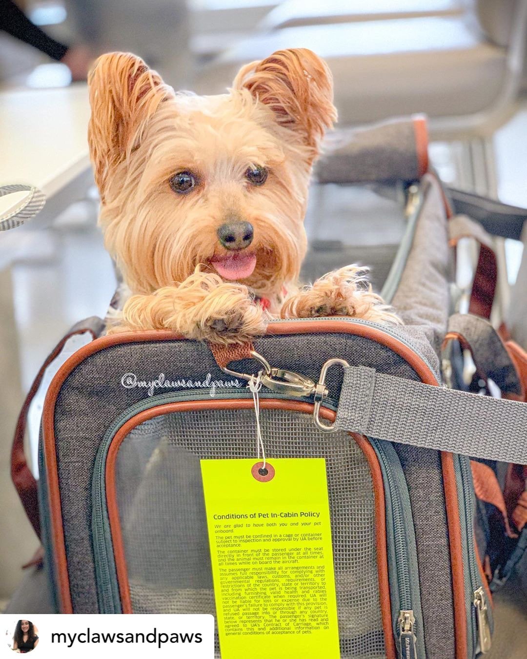 Mr. Peanut's Gold Series Standard Size Airline Compliant Expandable Pet Carrier