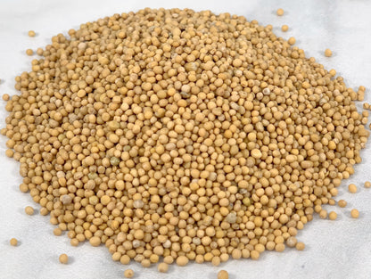 Yellow Mustard Seed, Whole