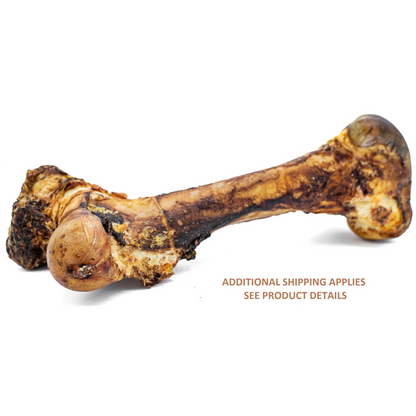 Monster Femur Bone