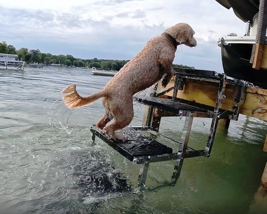 Dog jumping off a dock into water.