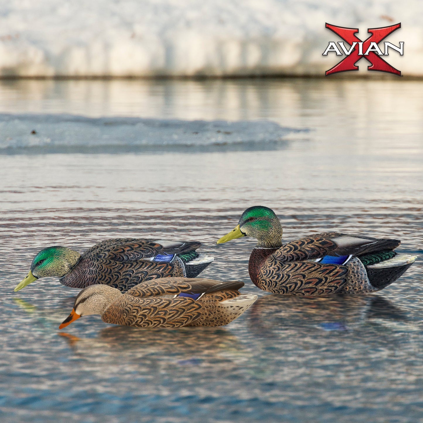 Avian X Topflight Early Season Mallard Duck Realistic Decoys, Multicolor, 6 Pack