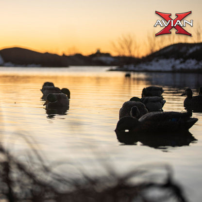 Avian X Topflight Backwater Mallards Decoys, Ultra Realistic Floating, 6 Pack