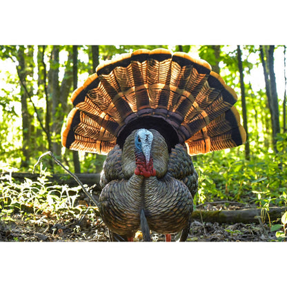 Avian-X AVX8108 HDR Strutter Adjustable Tail Fan Realistic Turkey Hunting Decoy