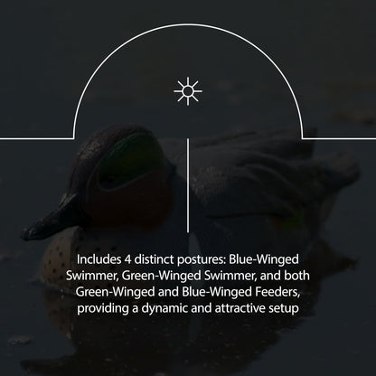 Avian X Topflight Early Season Teal with Realistic True to Life Postures, 6 Pack