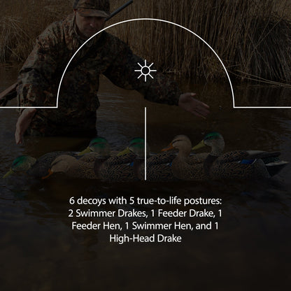 Avian X Topflight Early Season Mallard Duck Realistic Decoys, Multicolor, 6 Pack