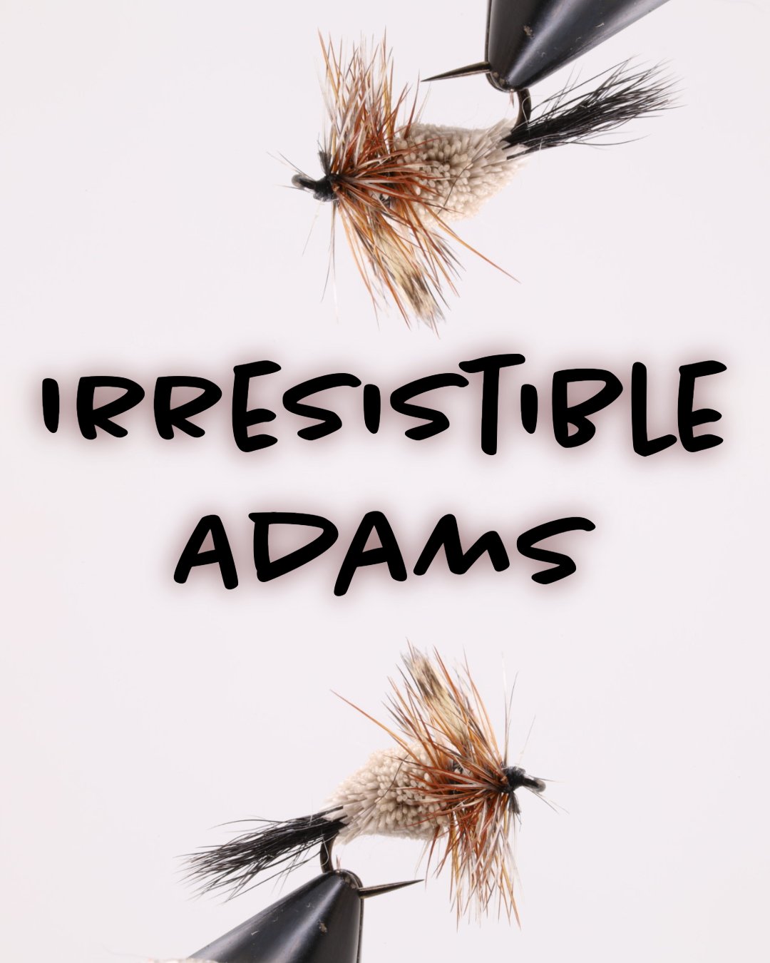 Irresistible Adams