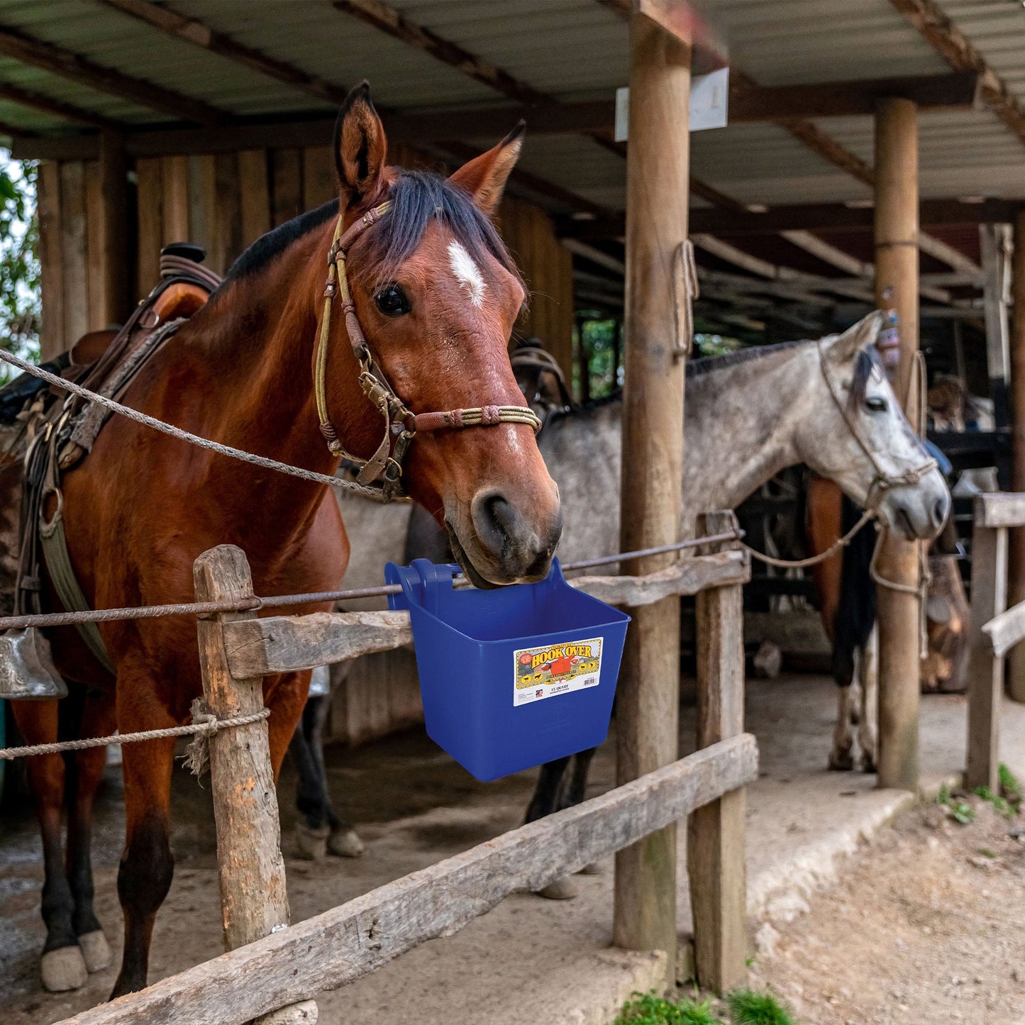 Little Giant 15 Quart Mountable Livestock & Pet Hook Over Bucket Feeder, Blue