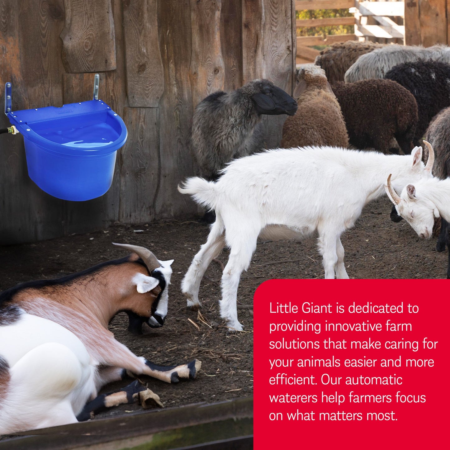 Little Giant FW16BLUE 4 Gal Auto Float Controlled Waterer Livestock Water Trough