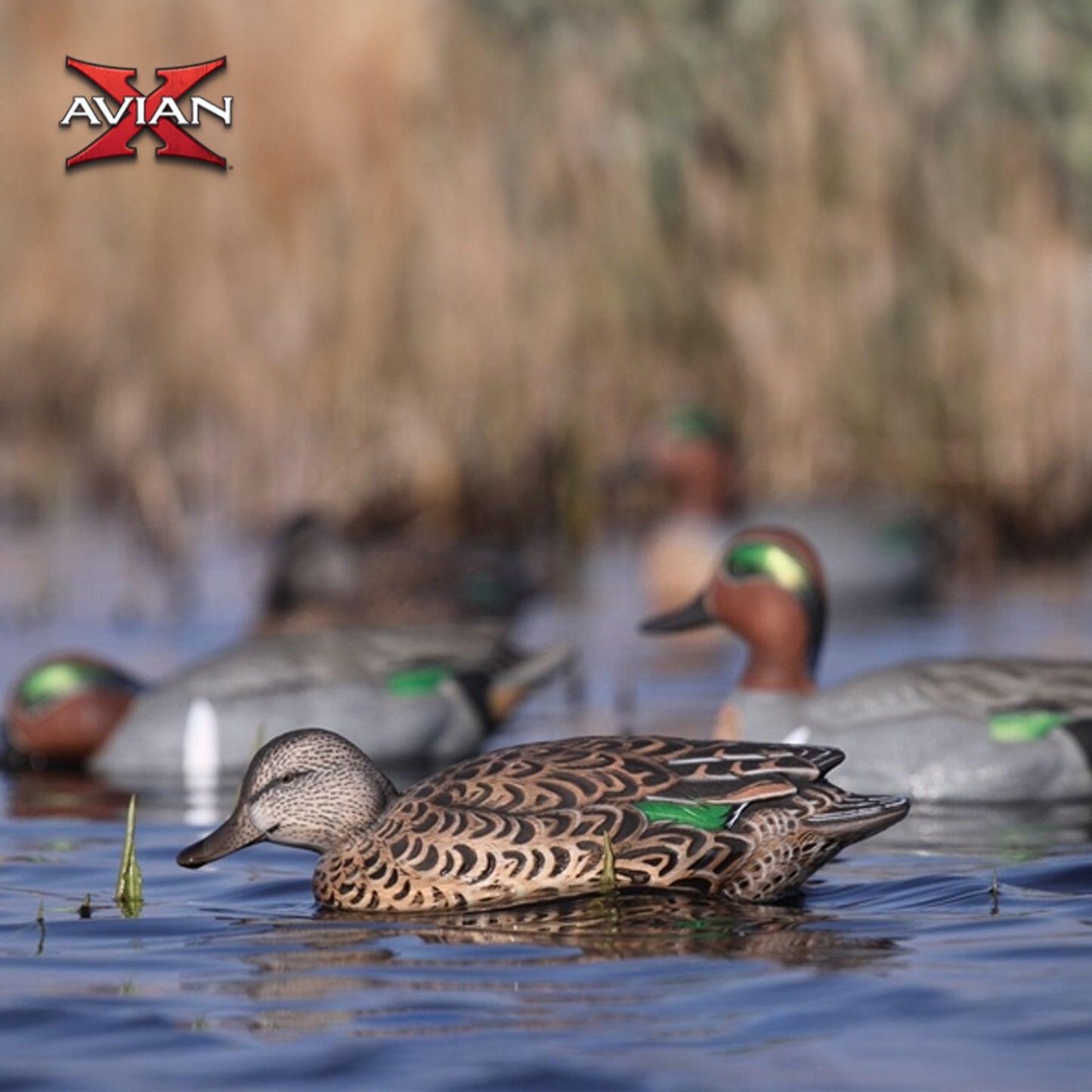 Avian X Topflight Early Season Teal with Realistic True to Life Postures, 6 Pack