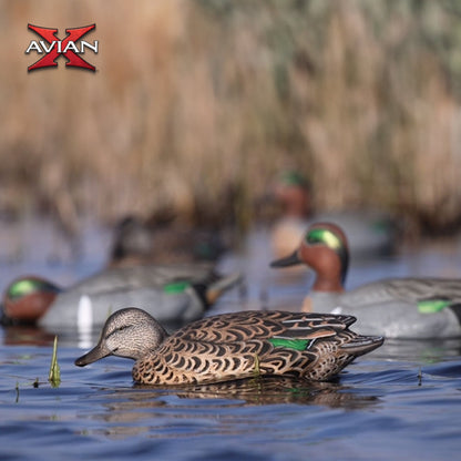 Avian X Topflight Early Season Teal with Realistic True to Life Postures, 6 Pack