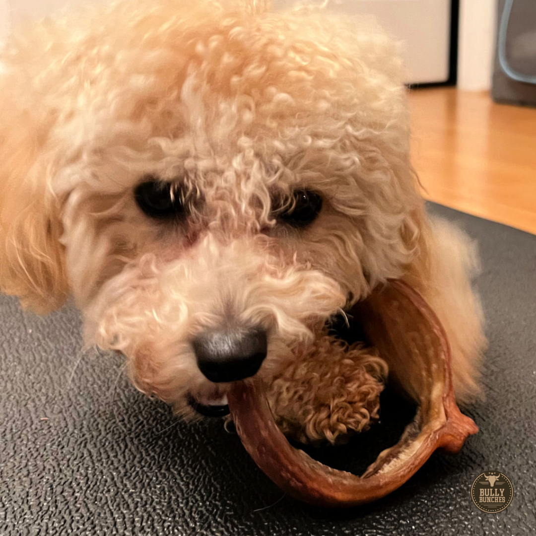 Small Bully Stick Ring